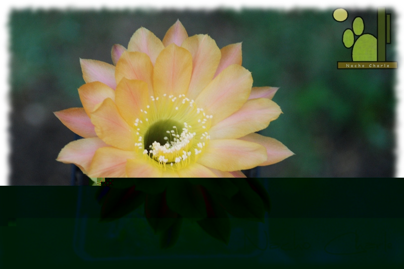 Echinopsis hibrido DAYDREAMS 1018 2012 08.jpg