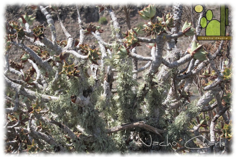 Aeonium lancerottense S-1000 2012 08 02.JPG