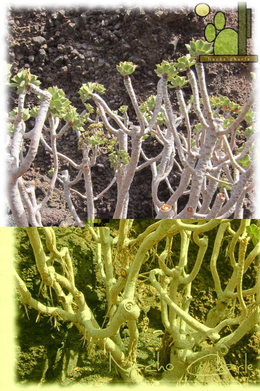 Aeonium lancerottense S-1000 2012 08 01.JPG