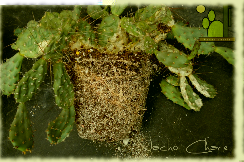 Tunilla erectolada 2012 08.JPG