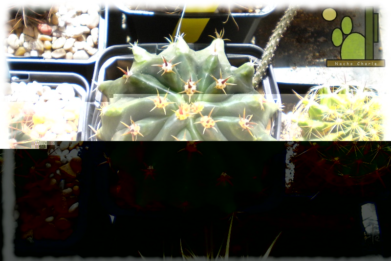 Ferocactus herrerae brevispina 2012 08.JPG