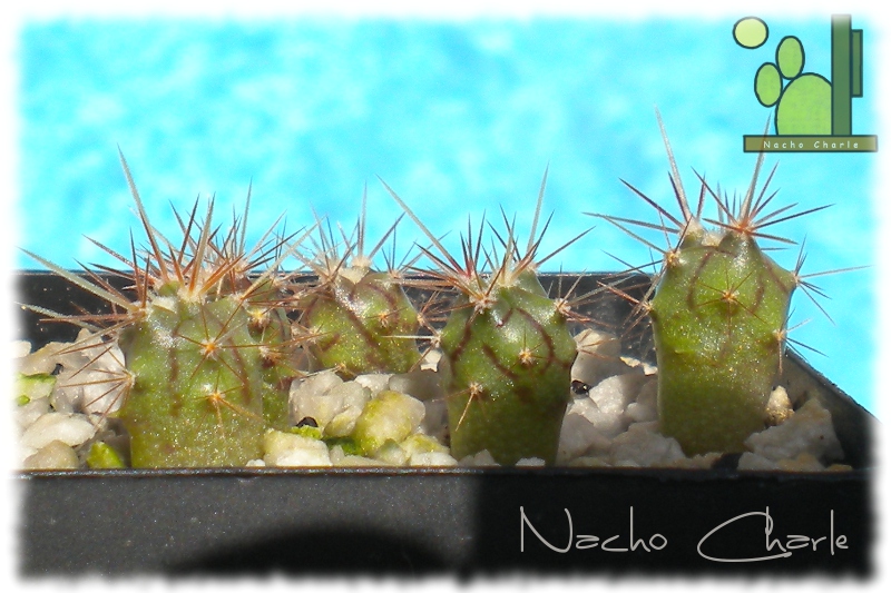 ferocactus viscainensis.JPG