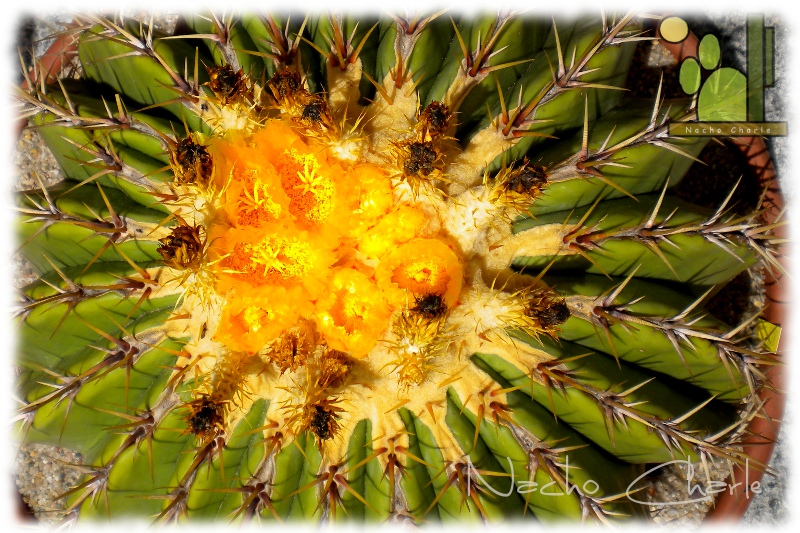 Echinocactus platyacanthus 2012 08.JPG