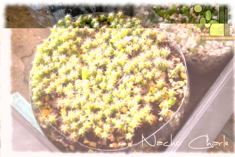 Ferocactus.JPG