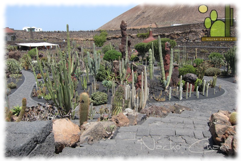 Jardin 001.JPG