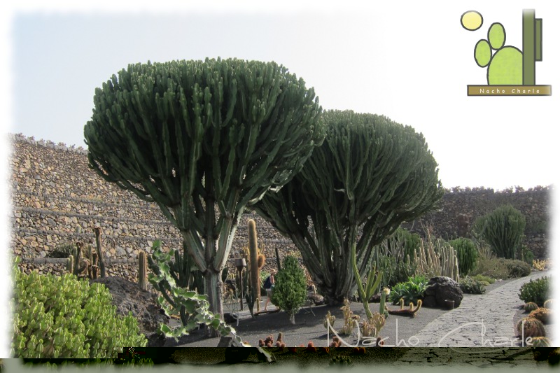 Jardin 002.JPG