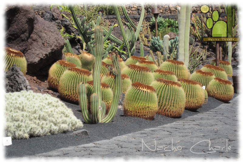 Jardin 003.JPG