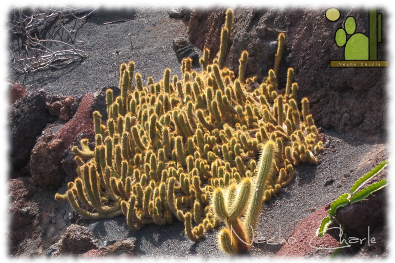 Jardin 004.JPG
