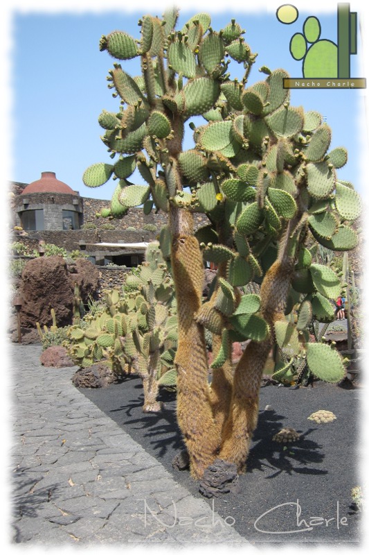 Opuntia galapageia