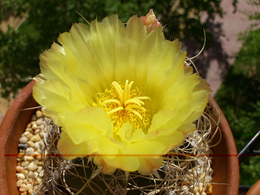 Capricorne aureum