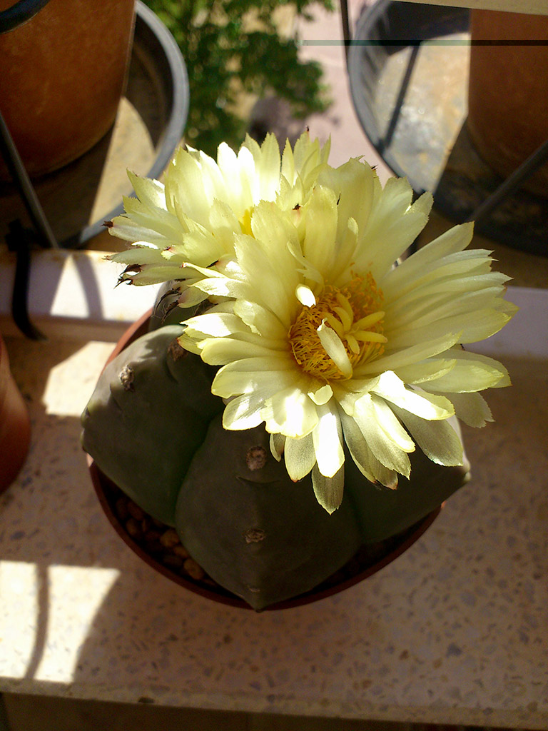 Myriostigma kikko nudum