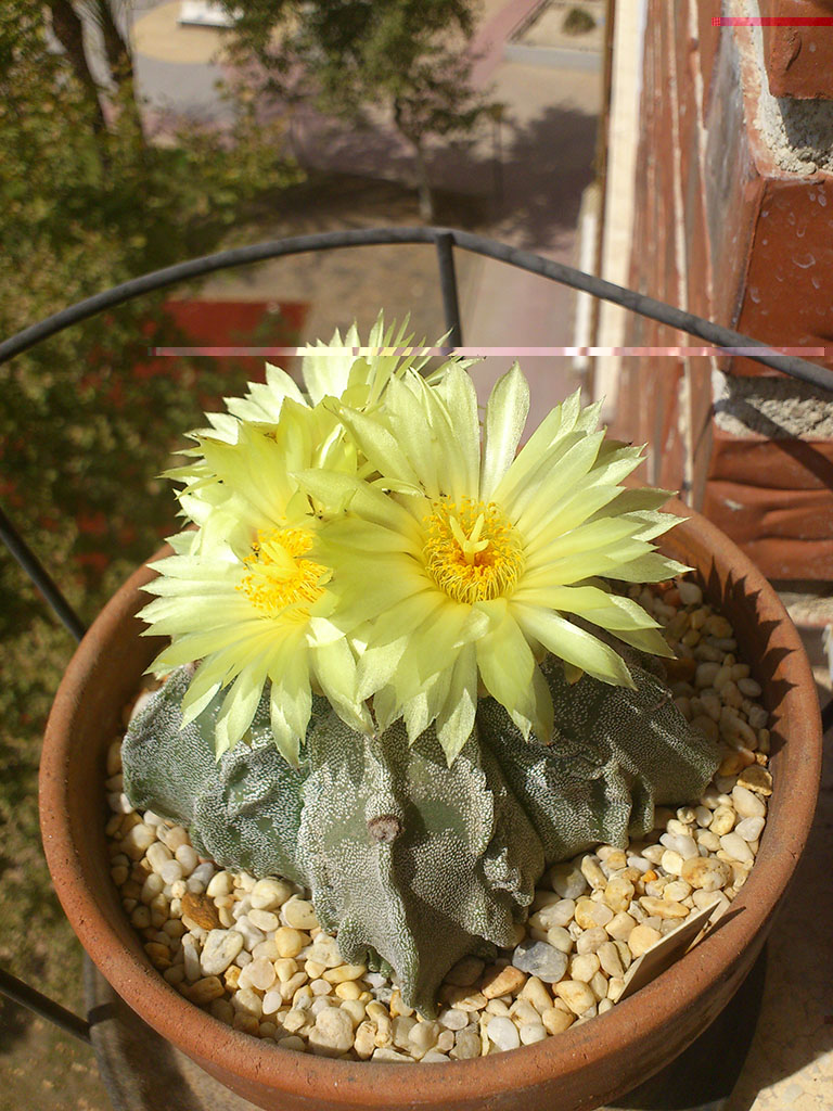 Myriostigma fukuryu