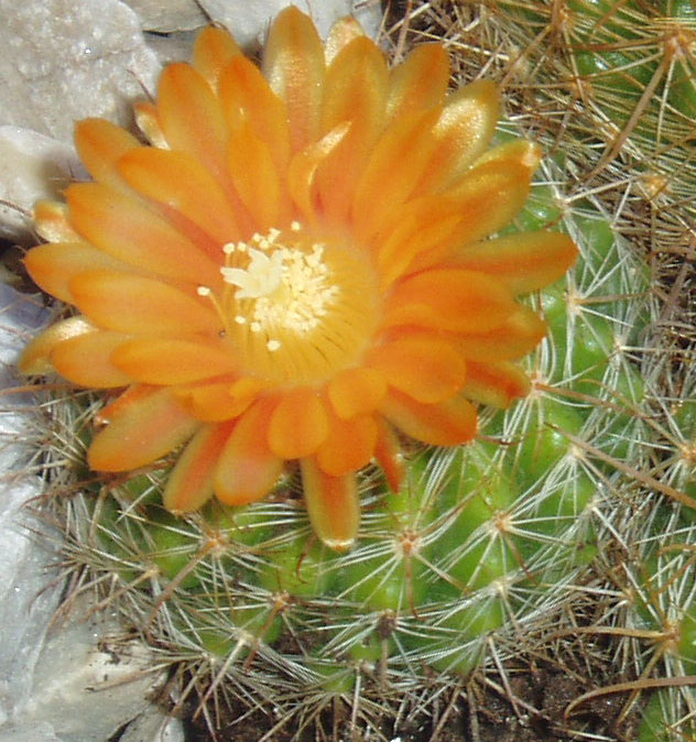 Copia de fotos piso 023.jpg