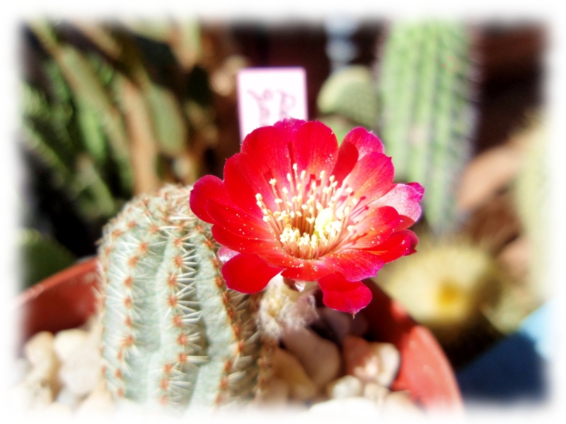 05b Mediolobivia Rebutia pygmaea gavazzi.jpg