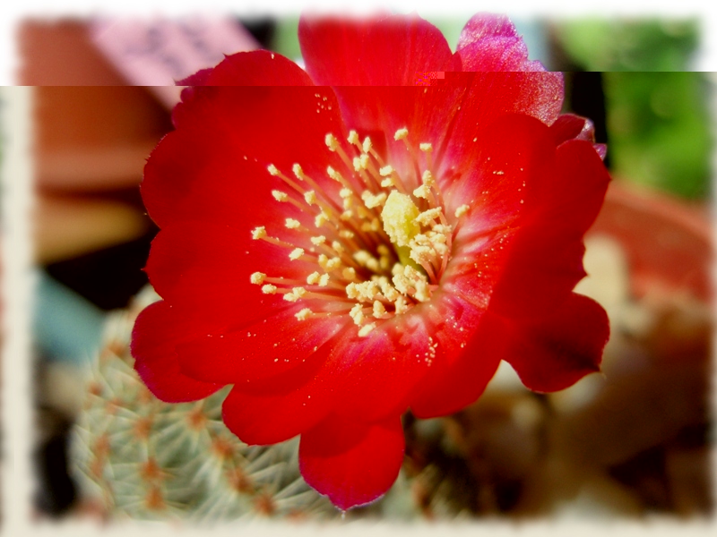 05e Mediolobivia Rebutia pygmaea gavazzi.jpg