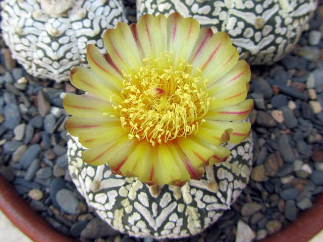 Astrophytum SK.