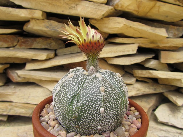 Astrophytum CO-AS.