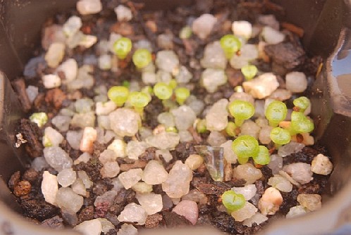 Lithops Pseudotruncatella edithiae