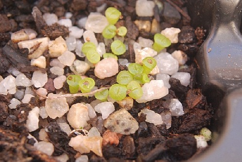 Lithops schwantesii kunjansensis