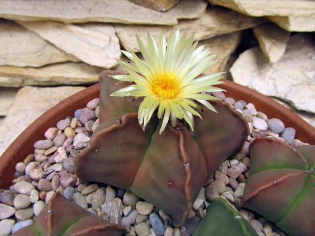 Astrophytum myriostigma nudum cv. Maiden Blush.