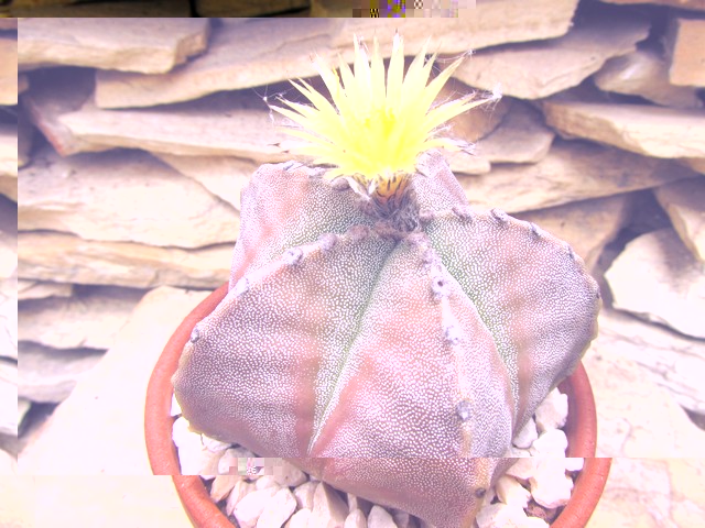 Astrophytum myriostigma x myriostigma nudum cv. Maiden blush