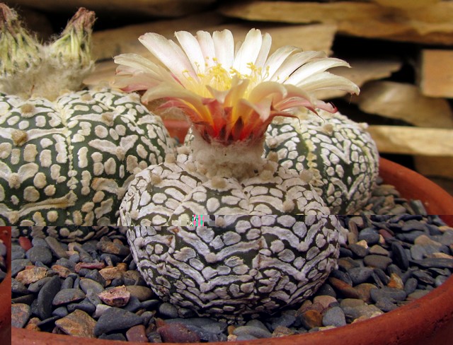 SK "zebra" (poco definido)