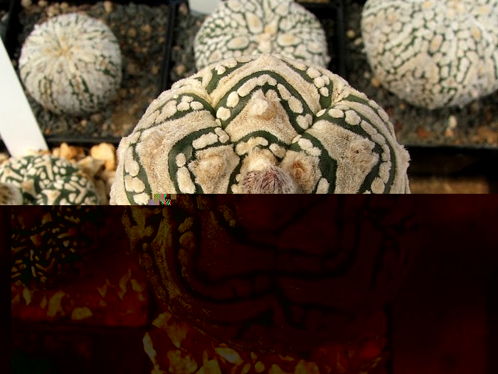 SK Goryo-zebra (Colección Johan Parent)