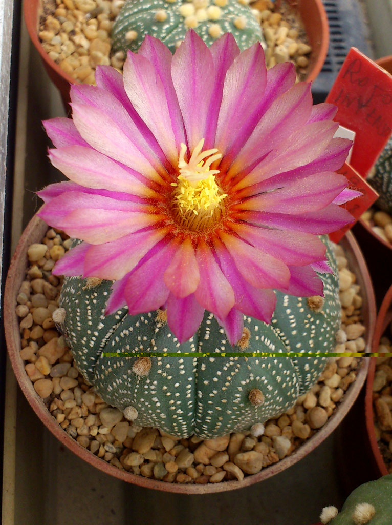 Asterias flor roja (uno de mis deseados)