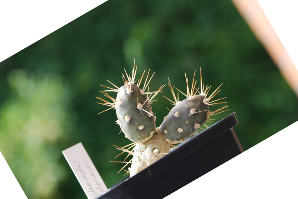 Tarea de Rotación.jpg