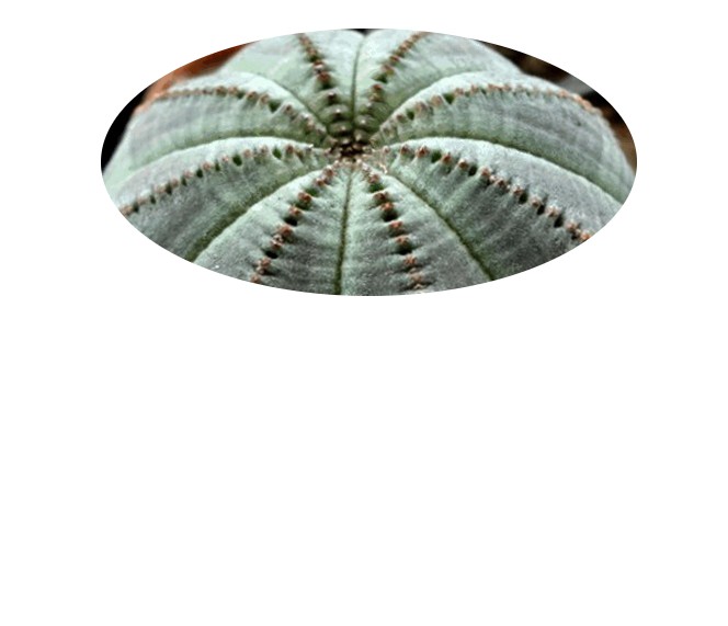 Euphorbia obesa para ejercicio de foto6.JPG
