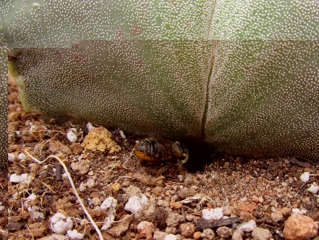 Megachile centuncularis.