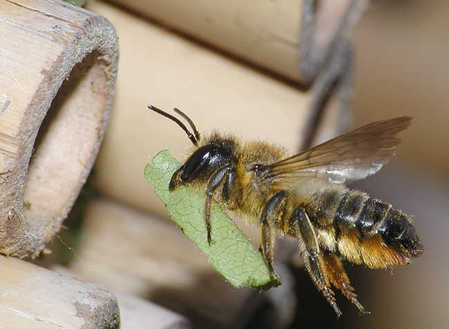 Nidos Megachile centuncularis.