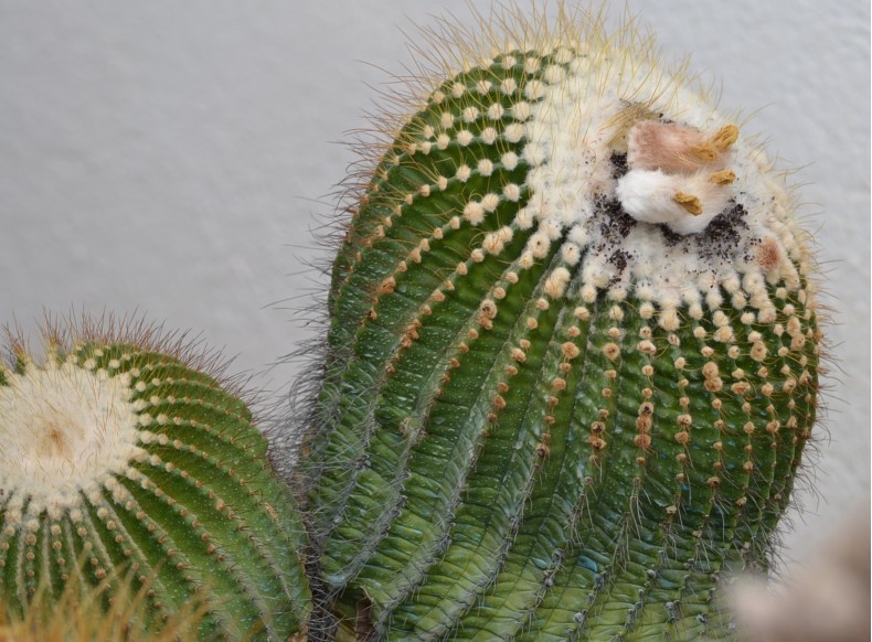 Parodia schumannianna sbsp. claviceps 220912 004 [50%].jpg
