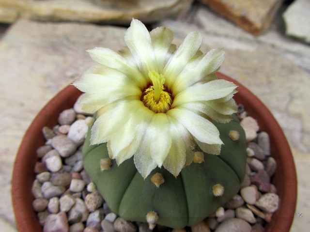 Astrophytum asterias nudum.