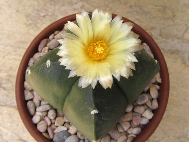 Astrophytum myriostigma nudum cuadricostatum.