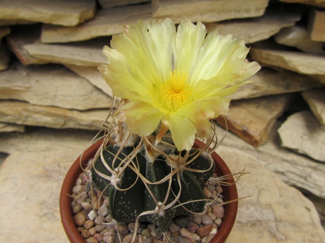 Astrophytum capricorne CV. Krausii