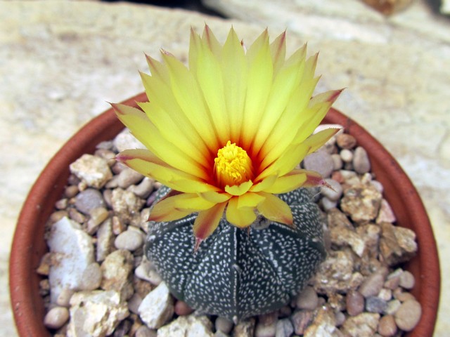 Astrophytum asterias x onzuka.