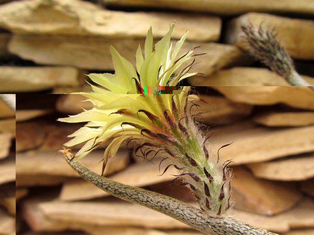 Astrophytum caput-medusae (perfil).