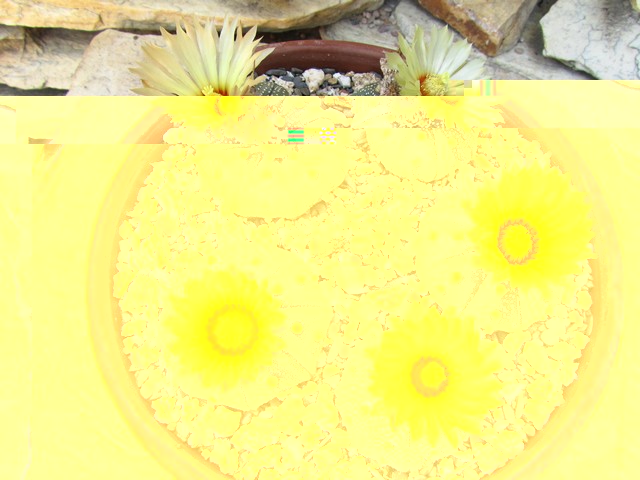 Astrophytum asterias.