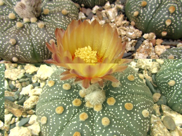 Astrophytum asterias flor naranja.