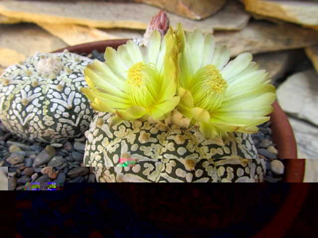 Astrophytum asterias SK Vt Gold Star.