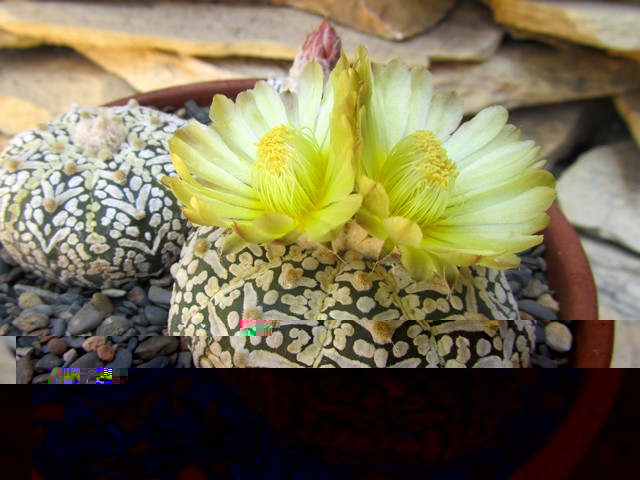 Astrophytum asterias SK Vt Gold Star.