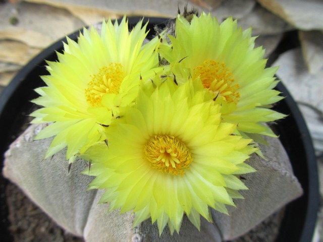 Astrophytum myriostigma.