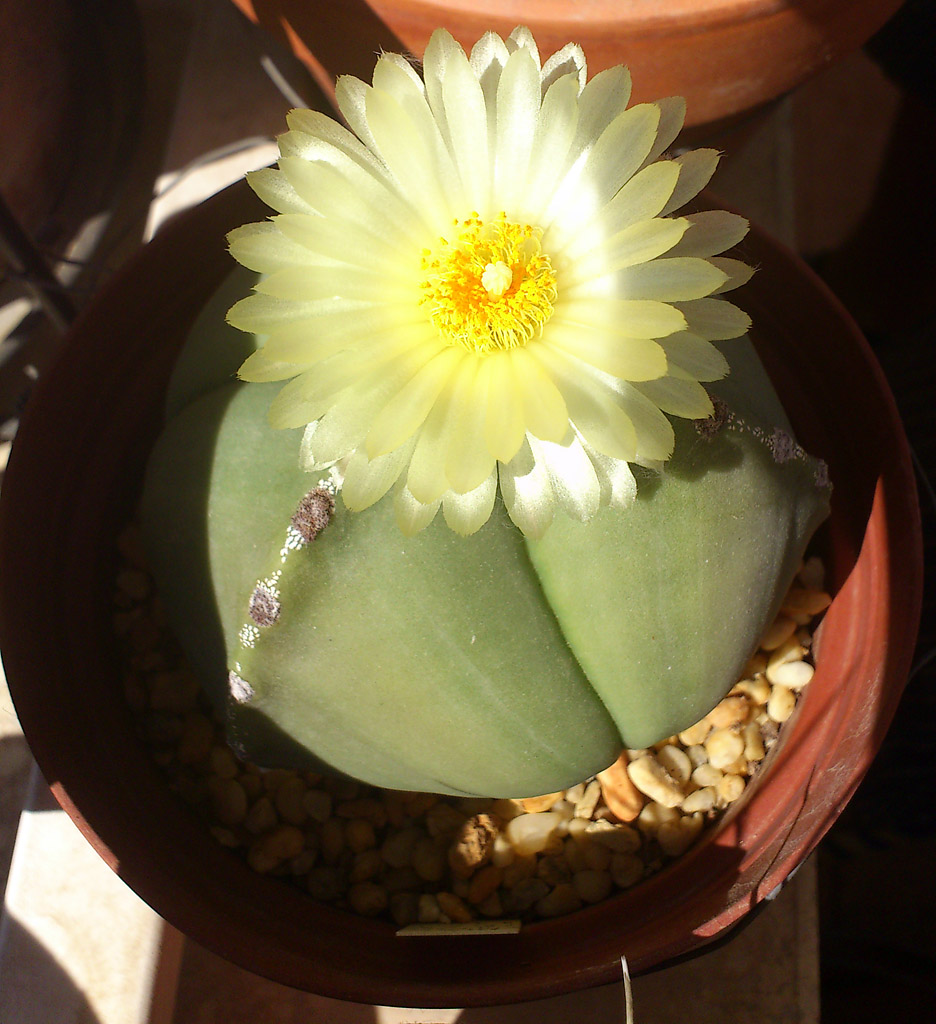 un tricostatum nudum que esta en flor ahora