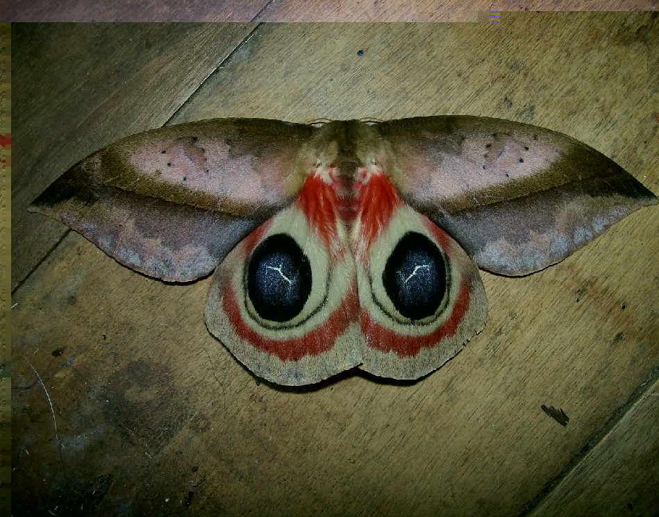 Automeris meztli. (tipijungla.com)