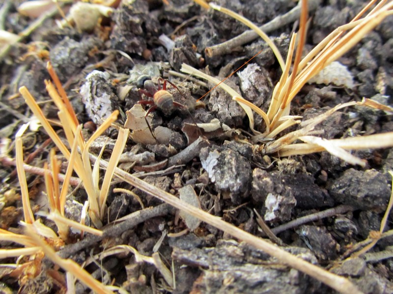 Kollasmosoma sentum.