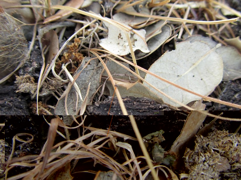 Kollasmosoma sentum ..