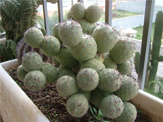 Tephrocactus-geometricus.jpg