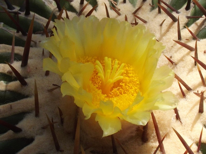 Una flor bastante sencilla