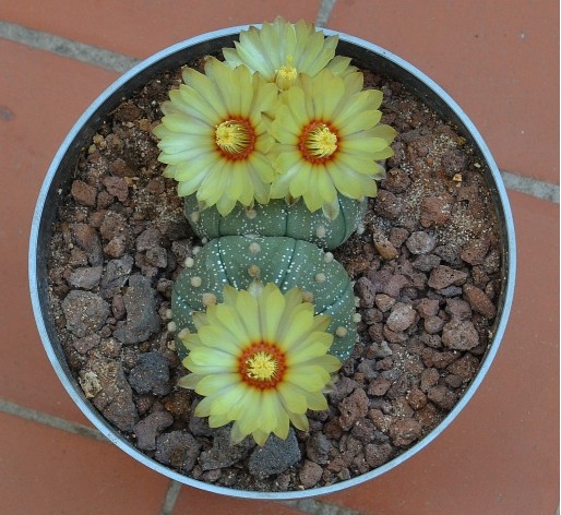ASTROPHYTUM ASTERIAS060912 002 [50%] [50%].jpg